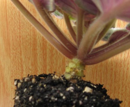 Transplant process