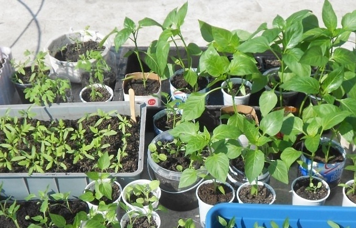seedlings