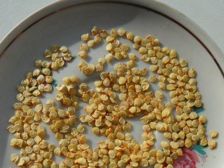 Seed selection