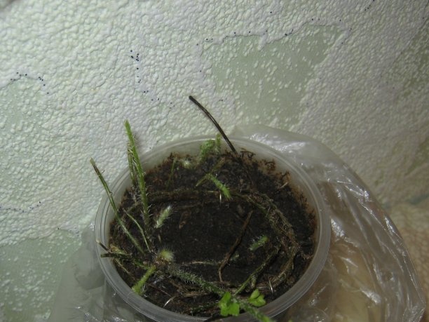 Process rooting