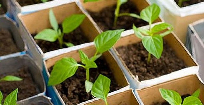 Seedlings