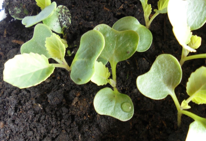 cabbage seedlings