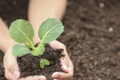 when to plant chinese cabbage