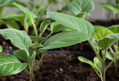 when to plant chinese cabbage
