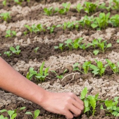 when to plant chinese cabbage
