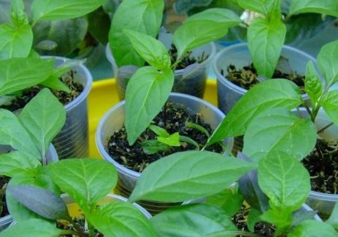 Seedlings