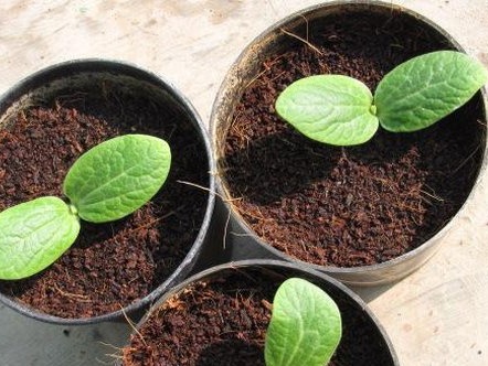 pumpkin seedlings