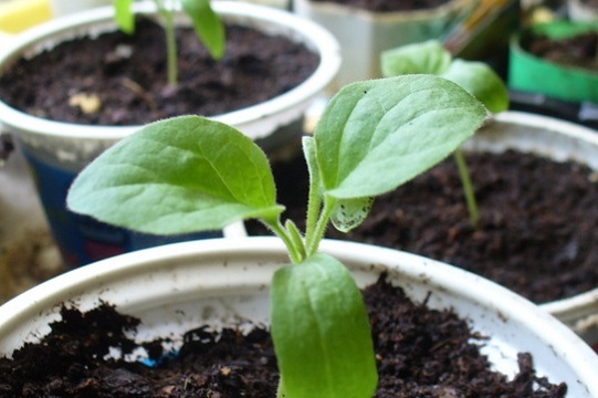 The soil