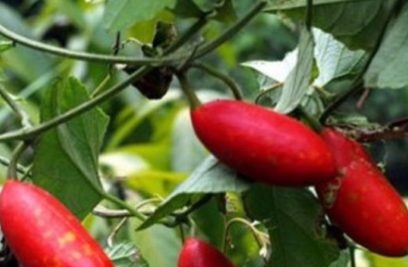 red cucumber