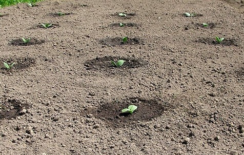 Rules for planting cucumbers