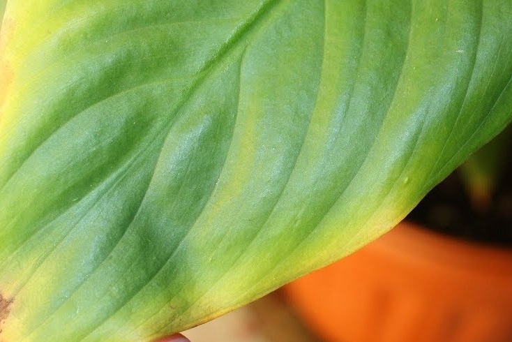 Dried leaf tips