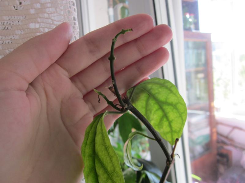 Pad lišća Clerodendruma