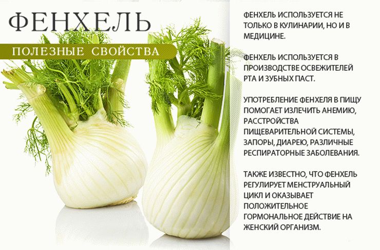 Useful properties of fennel