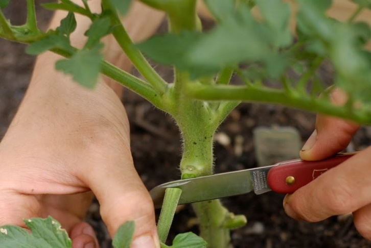 Do I need to pick leaves from tomatoes