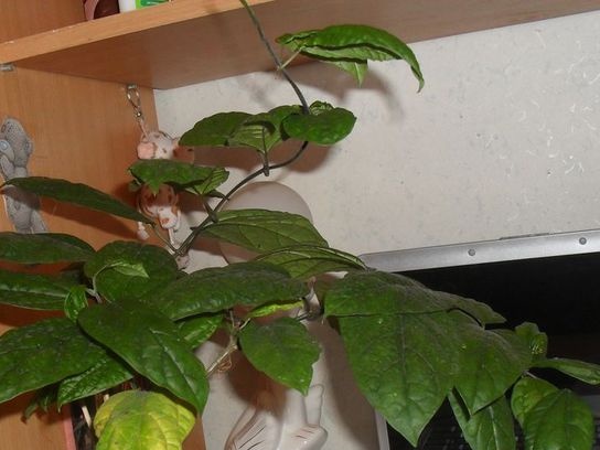 Clodendrum nedostaje cvatnje
