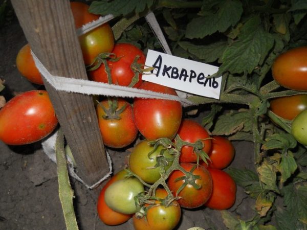 akvarel
