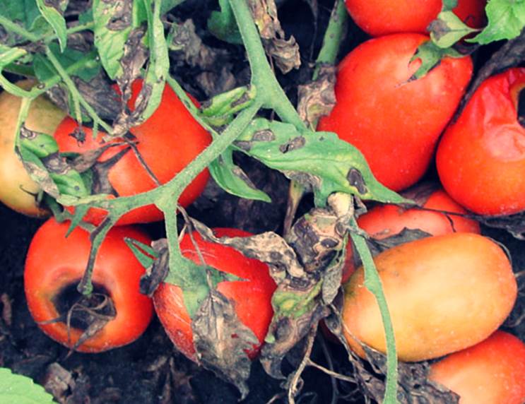 Alternaria Tomato