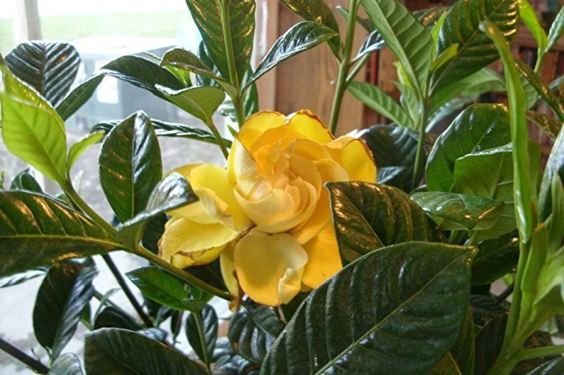 Yellow gardenia