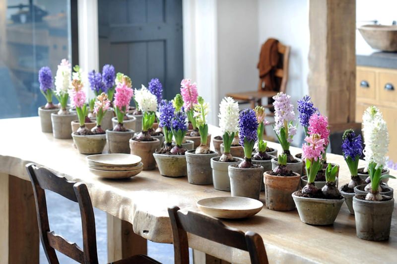 Hyacinths