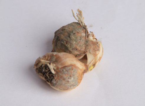 Gray rot