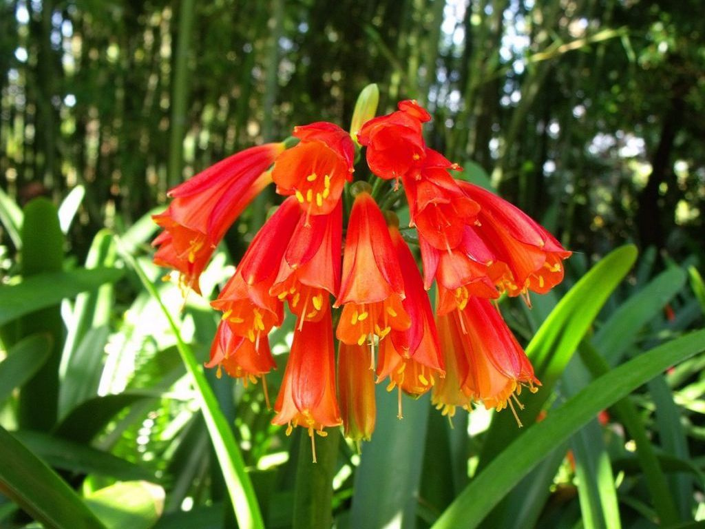 Clivia is beautiful