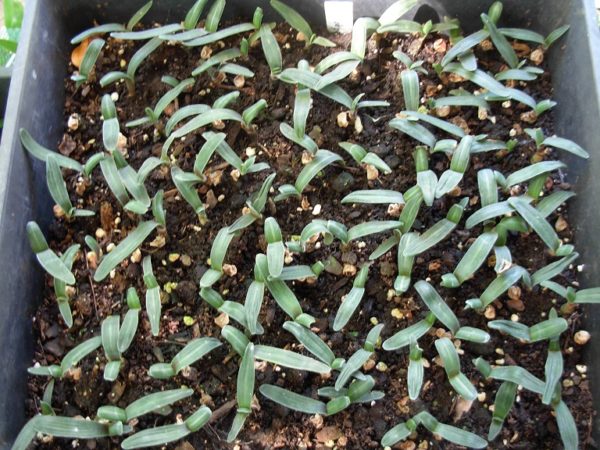 Sprouts