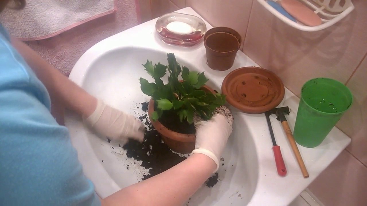 Transplant process