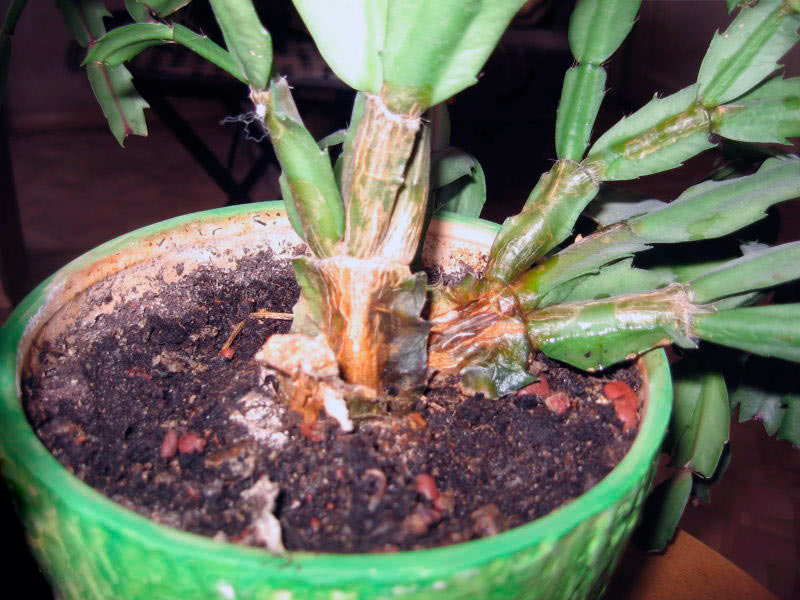 Decembrist's disease