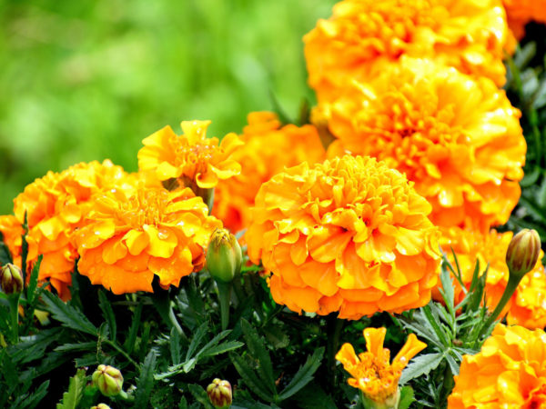 When to plant marigolds for seedlings in 2019