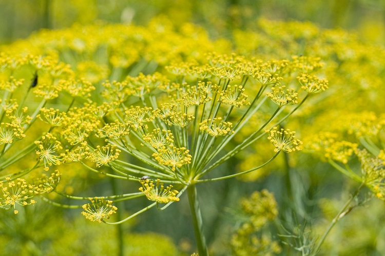Fennel herb