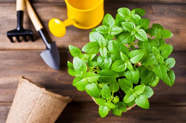 Basil soil