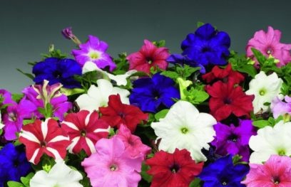 large-flowered petunia in pots