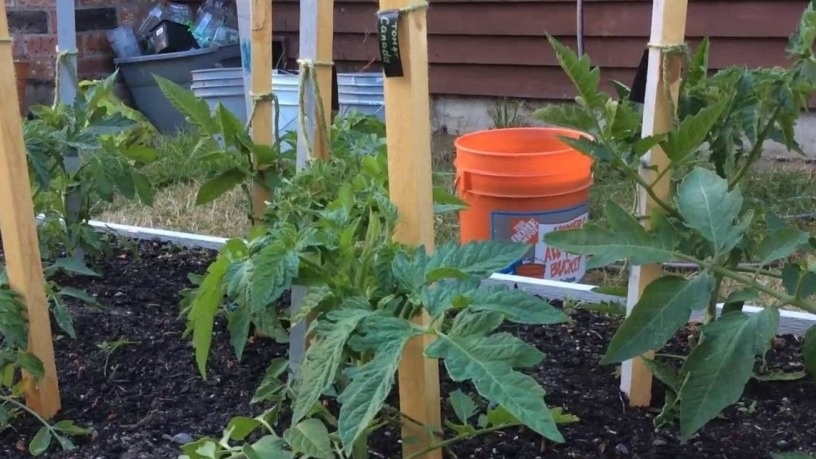 fertilizing tomatoes in a greenhouse