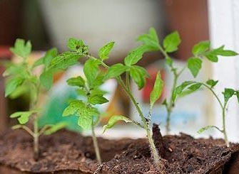 tomato seedlings