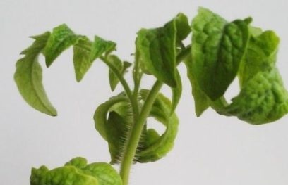 leaves sprout near seedlings