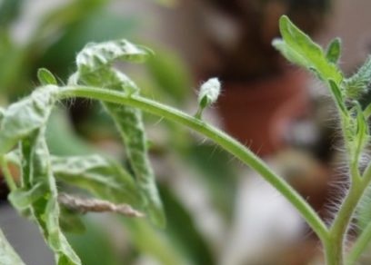 leaves are curled