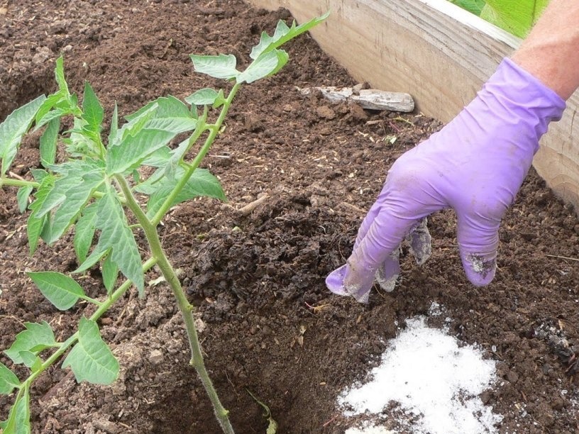 fertilizing tomatoes with salt