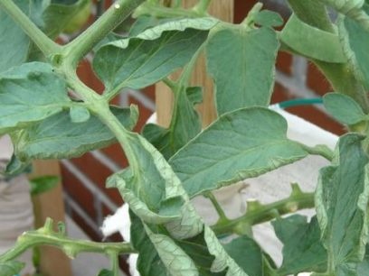 tomato leaves