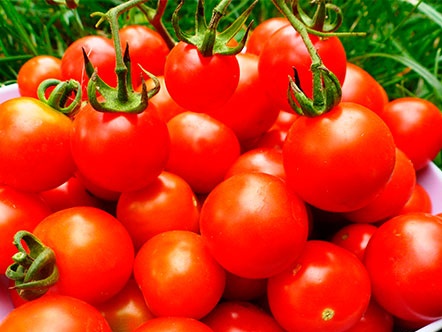 pickling tomatoes