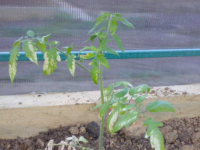 tomatoes in the greenhouse