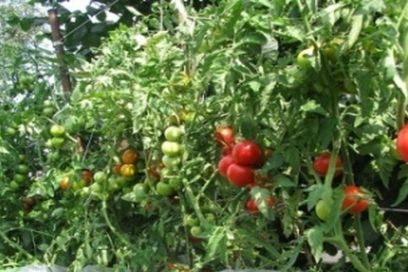 bagged tomatoes