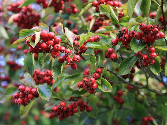 Hawthorn for hair