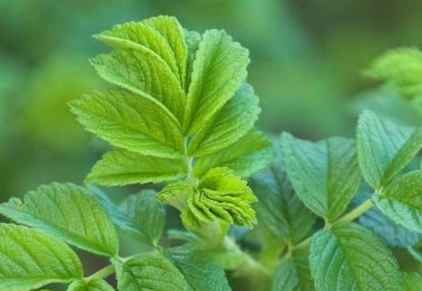 Rosehip leaves
