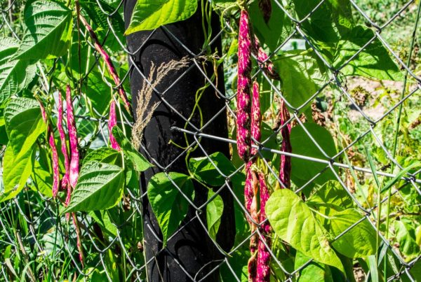 Red beans
