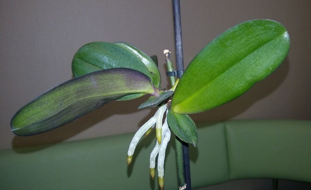 Baby orchid on a peduncle