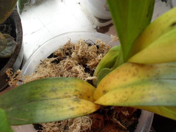Orchid leaves turn yellow