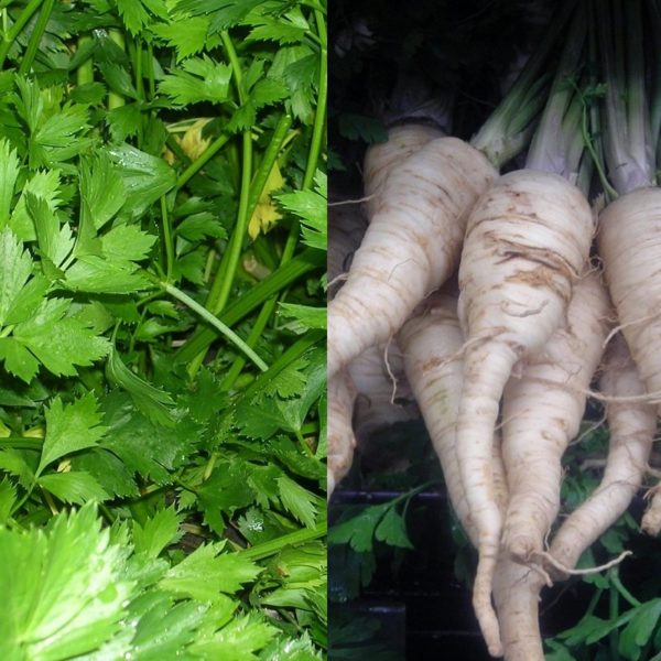 root vegetables parsley