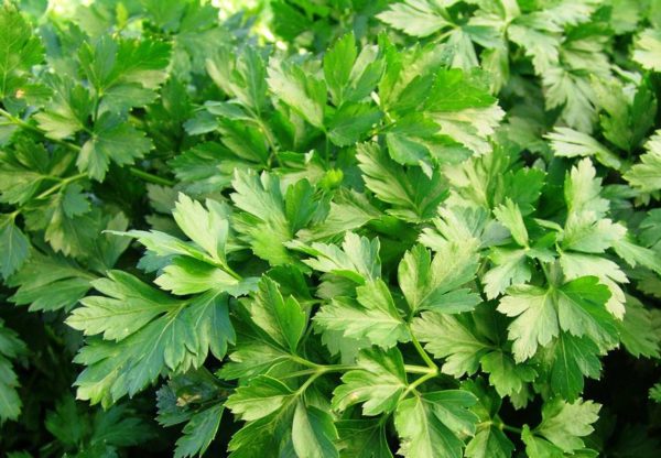 leaf parsley