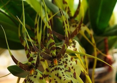 Orhideja Brassia