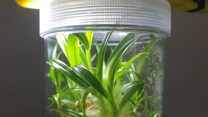 Orchid sprouts
